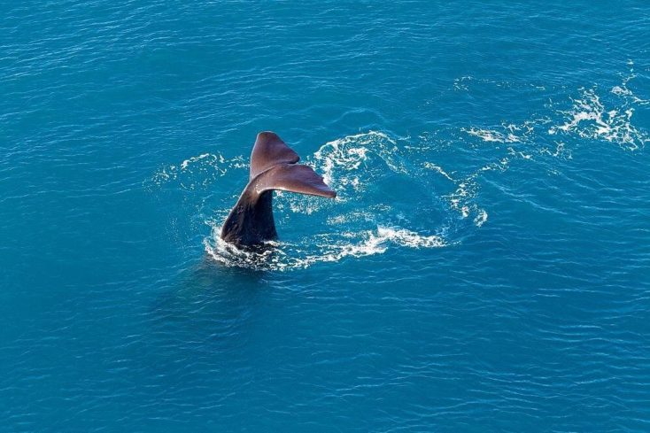 A la recherche des baleines en hélicoptère - témoignage