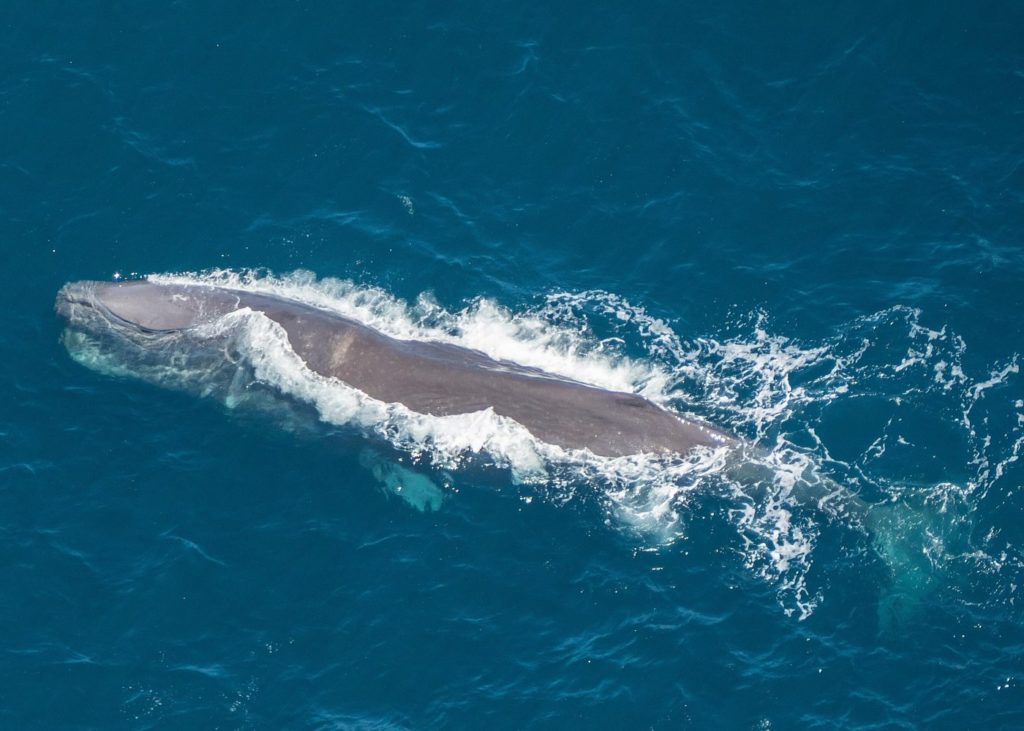 A la recherche des baleines en hélicoptère - témoignage